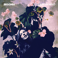Begonia - Lady In Mind