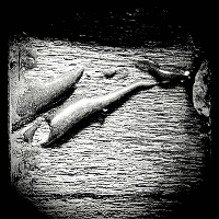 #4 - AVI - SCATTERSHOTS AVI - SCATTERSHOTS